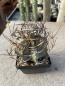 Preview: Astrophytum capricorne var. senile